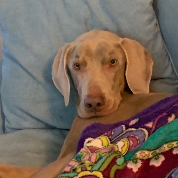 Meet your Posher, Clara - Picture 3 of 9